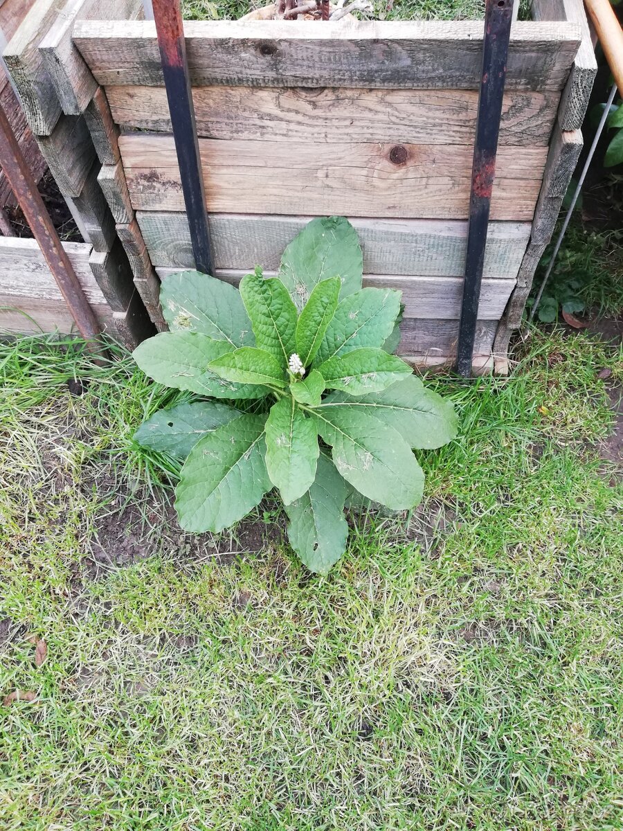 Semena rostliny Líčidla - 4