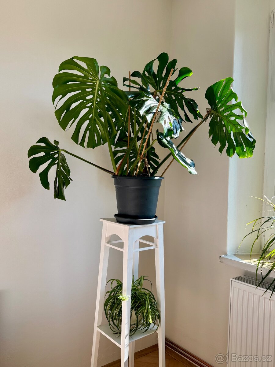 Monstera deliciosa - 4