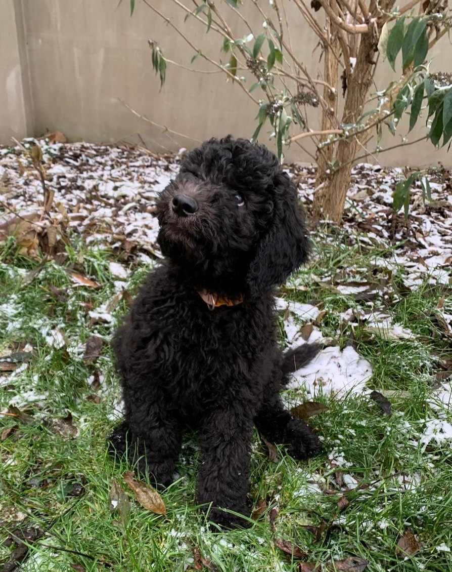 Štěně Labradoodle Draco - 4