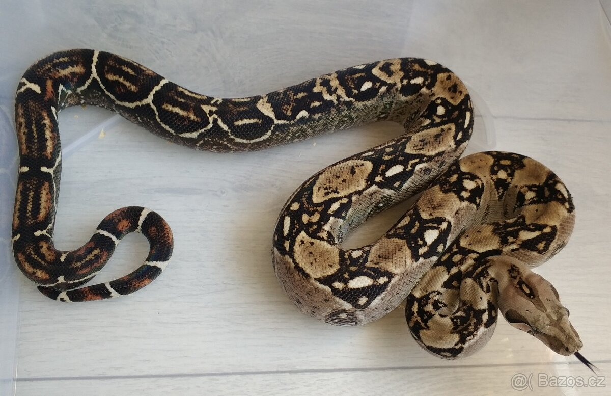Boa imperator - DH Leopard VPI T+ Albino - 4