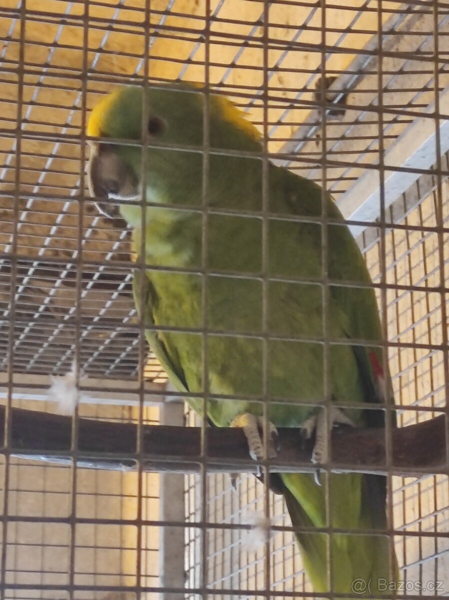 Amazoňan žlutokrky - 4