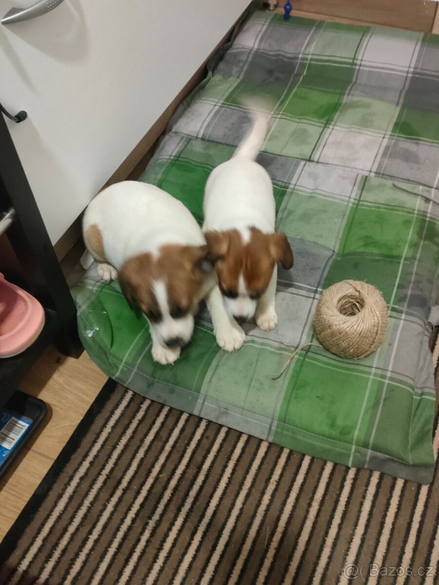 Jack Russell teriér - 4