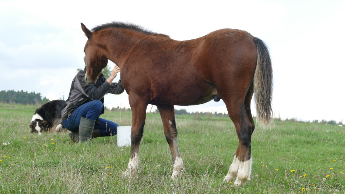 Welsh pony of cob type, sekce C - 4