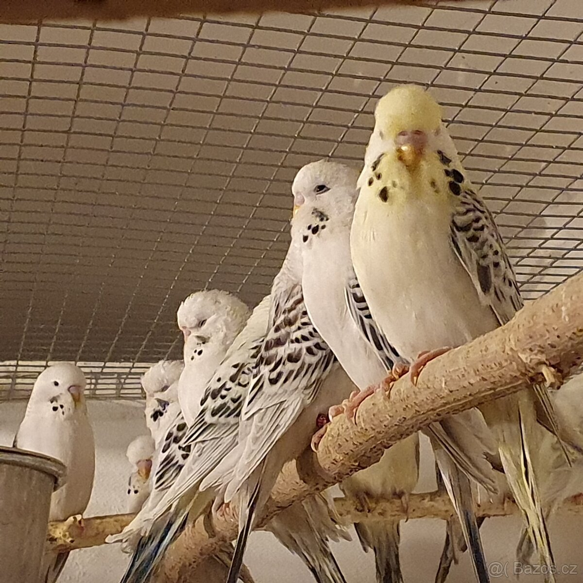 andulka Texas tcb - 4