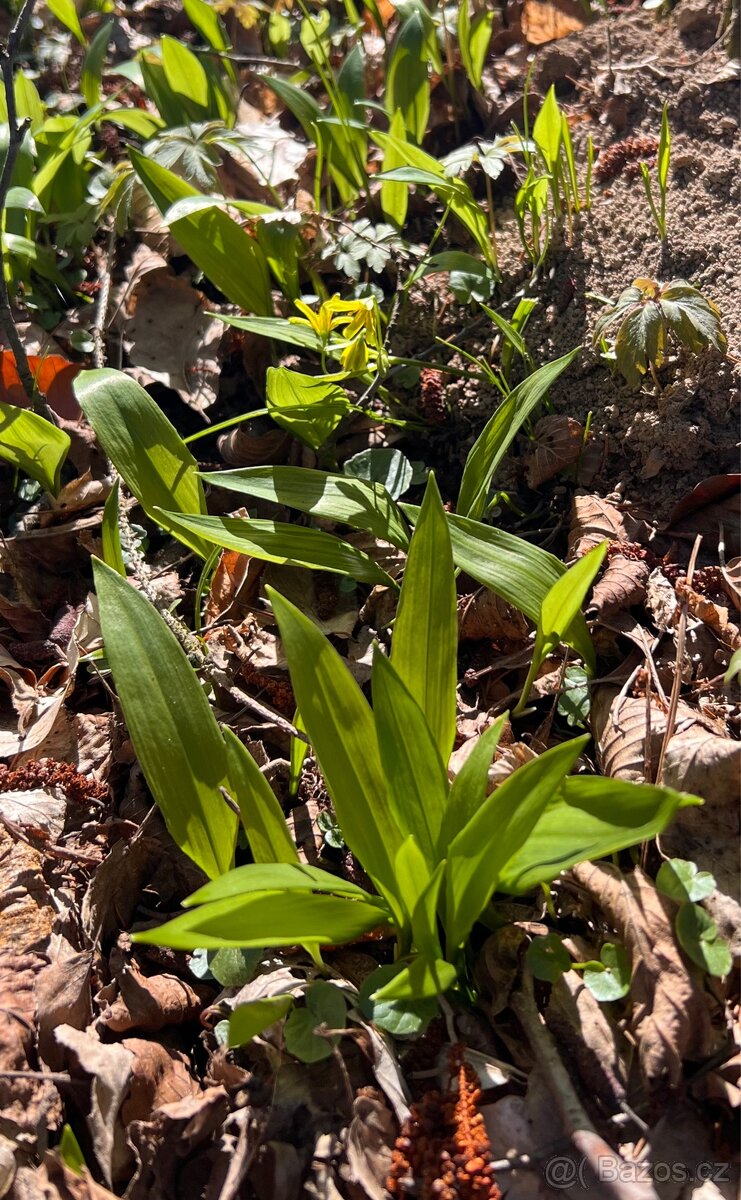 Medvědí česnek - 4