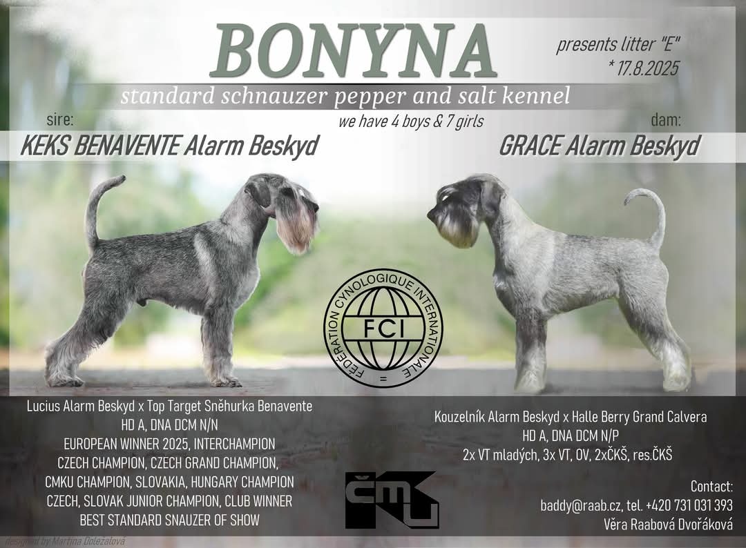 Knírač střední pepř a sůl, štěňata s PP - 4