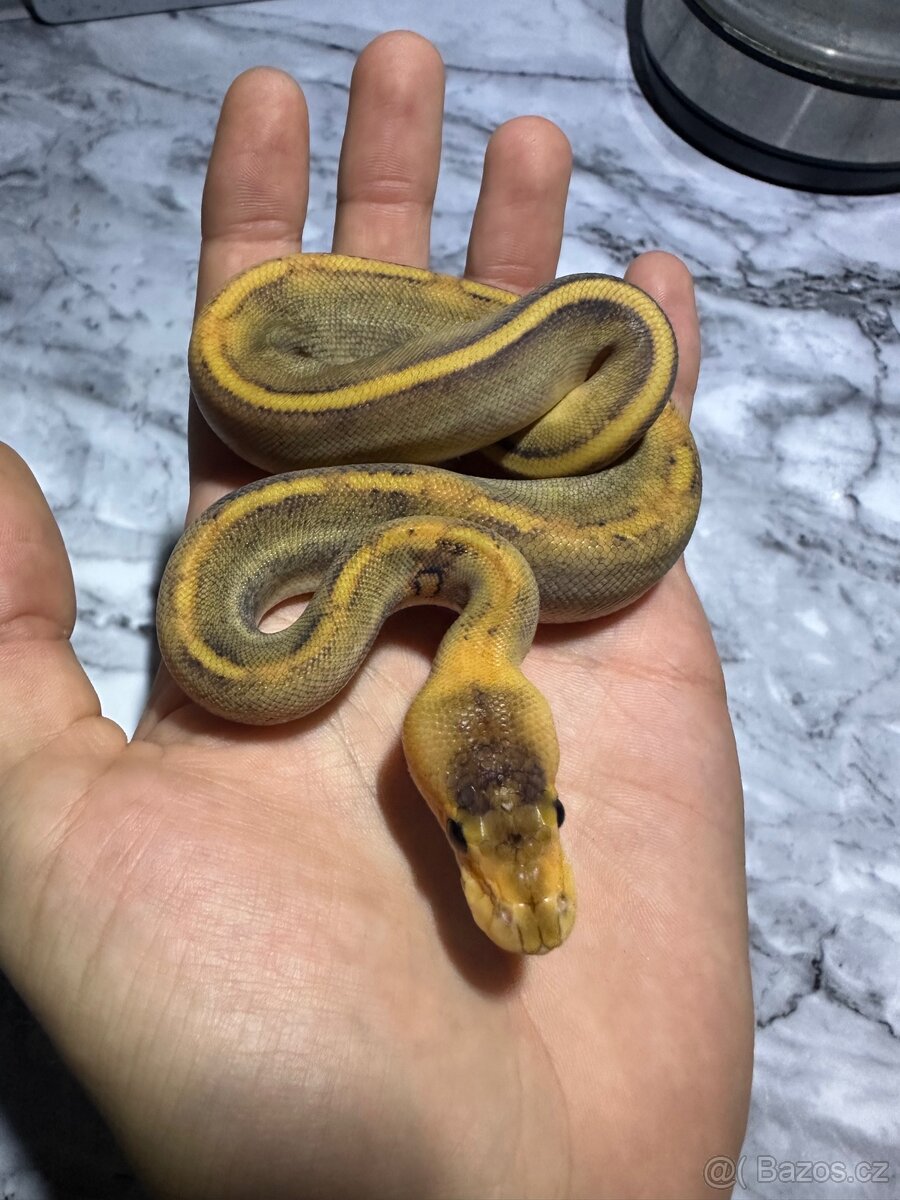 Krajta Královská Python regius Volná mláďata :) - 4