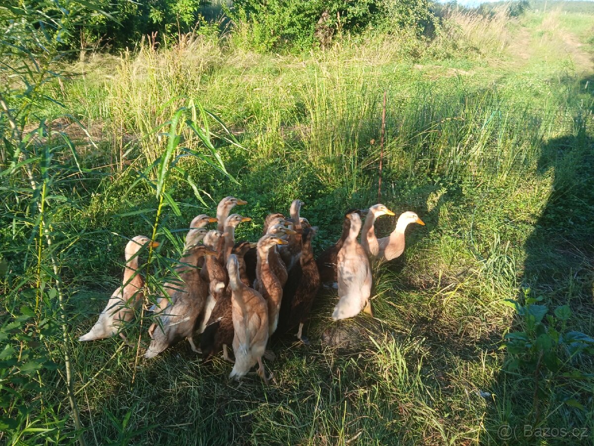 Kachny ruánské a saské - 4