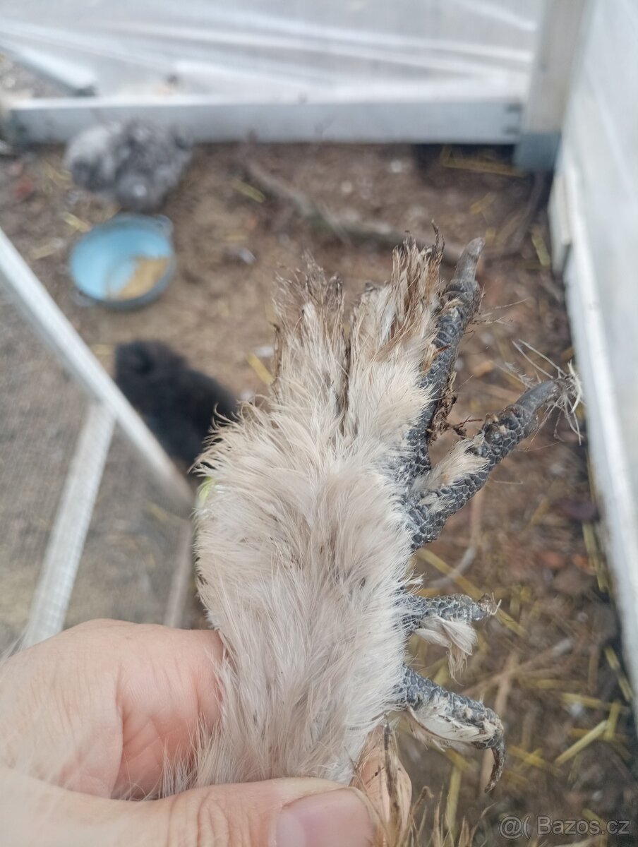 Mauve kohoutek hedvábnička USA - 4