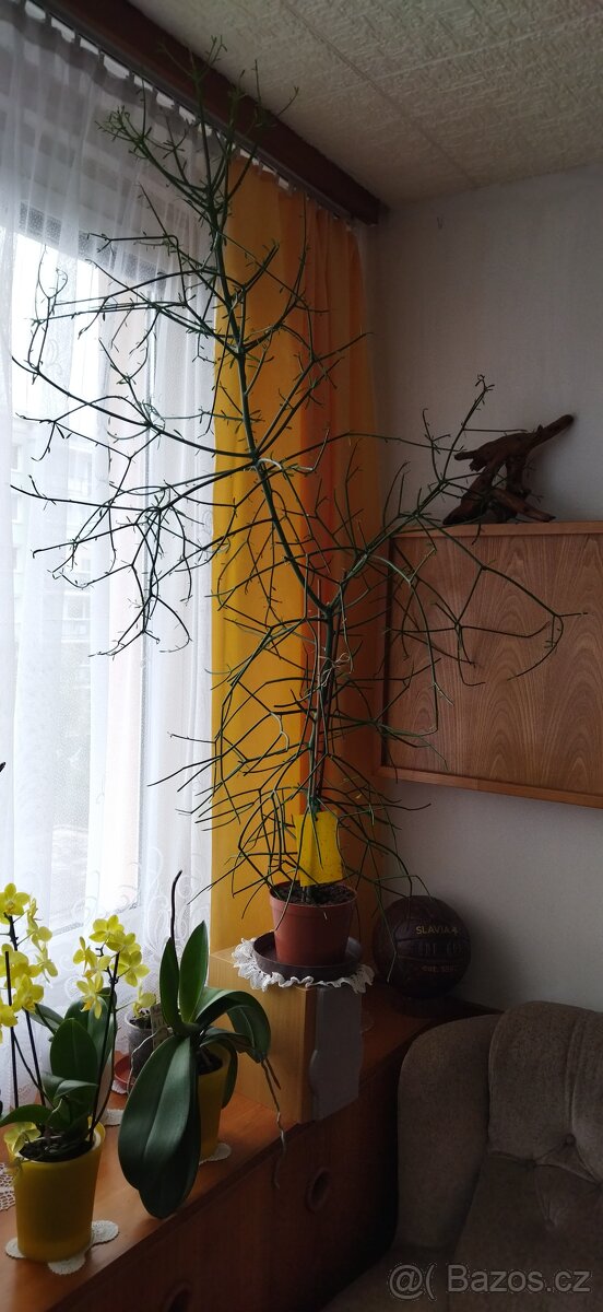 Pokojová rostlina: Pryšec - Euphorbia Tirucalli - 4