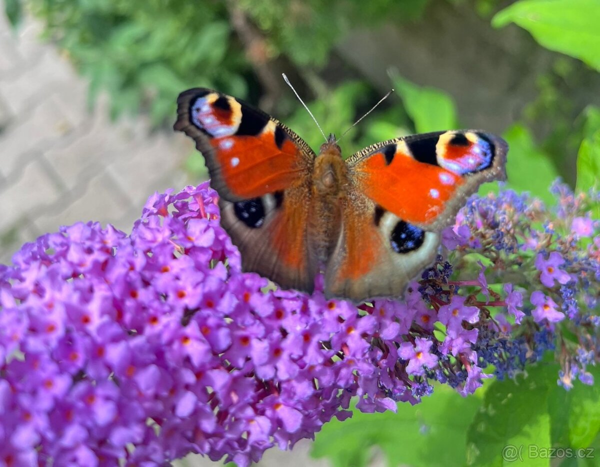 Motýlí keř, Komule Davidova 150cm - 4