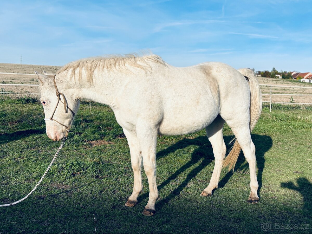 Appaloosa valach, 3 roky - 4