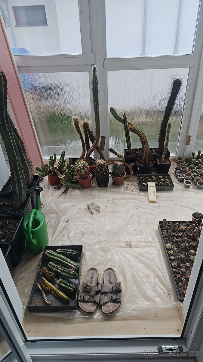 Prodám rozsáhlou sbírku kaktusů - 4