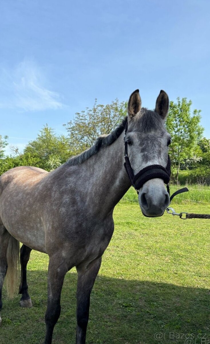 Teplokrevný valach 5 let - 4