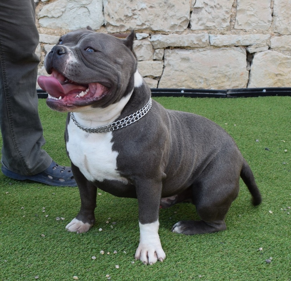 American bully pocket ABKC -krytí - 4