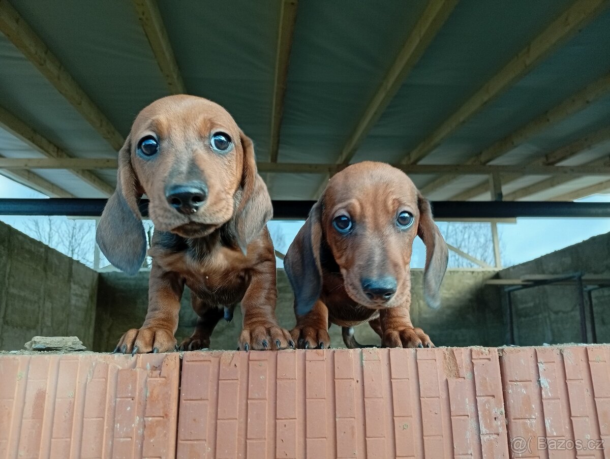 Jezevčík trpasličí - 4