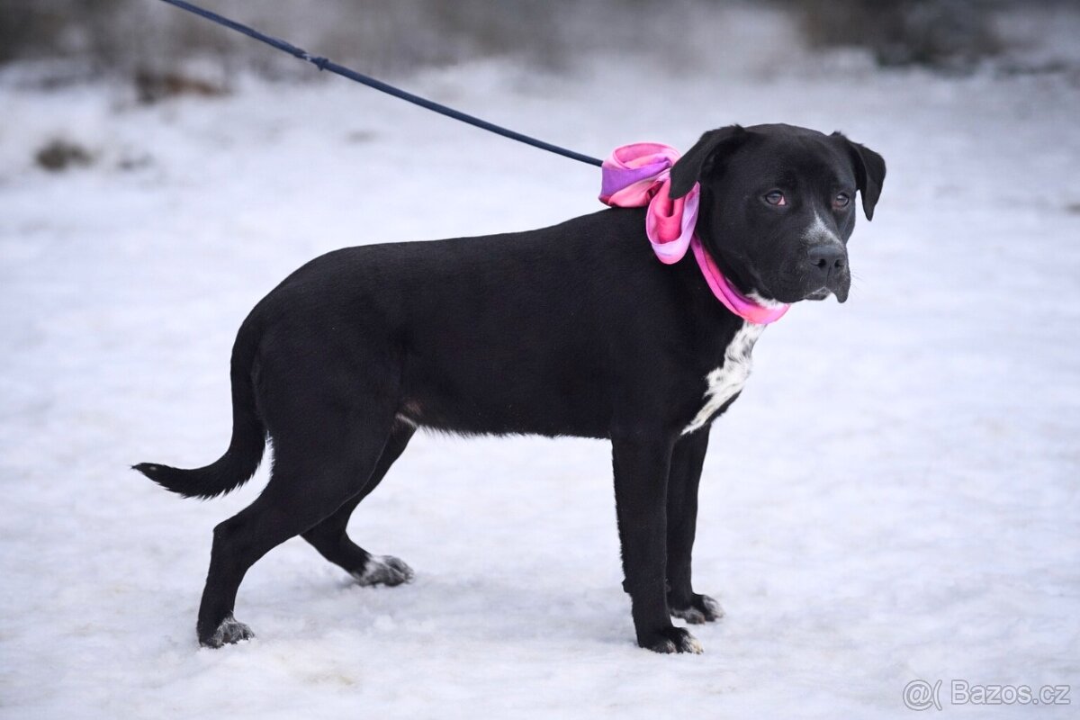 Columbia hledá domov - 4