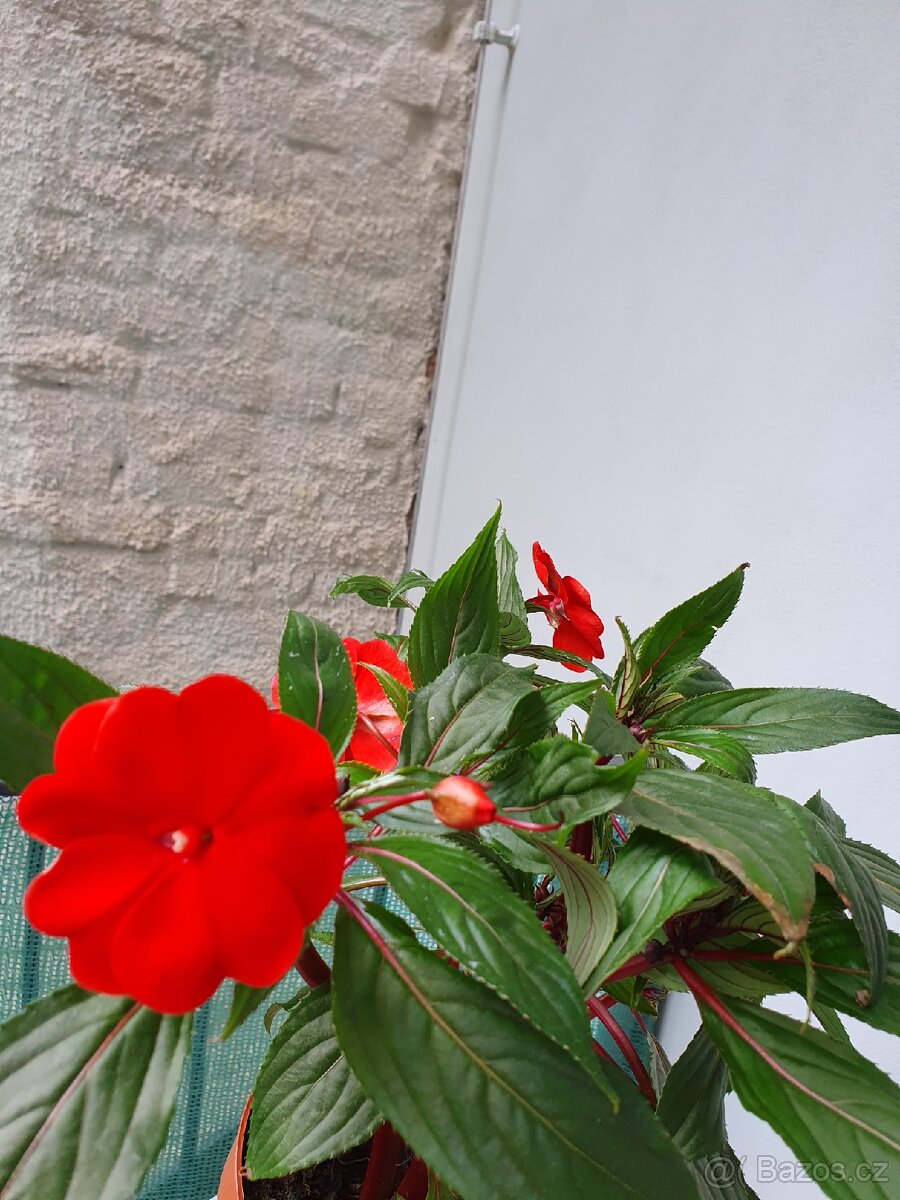 Balzamina - 4