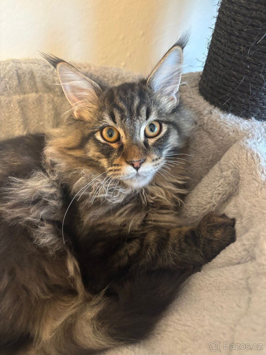 Mainská mývalí koťata s PP - 4