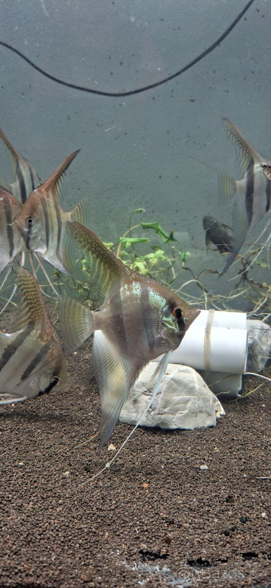 Pterophyllum sp Santa Isabel F1 - 4