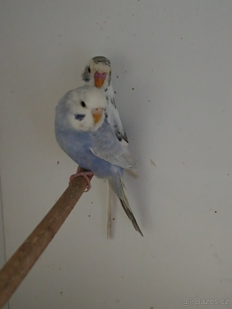 Andulka do chovu kroužek 2025 - 4