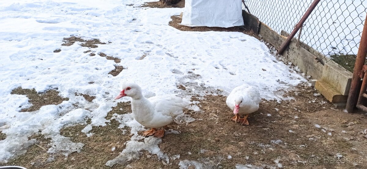 Kachna pižmová bílá 5 ks - 4