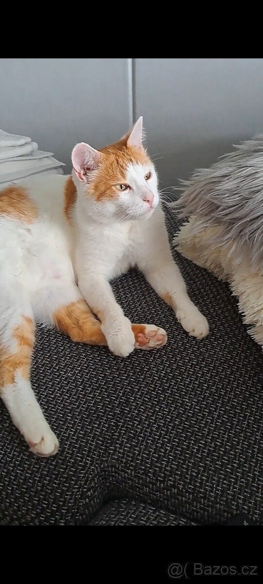 Daruji kocourka - 4