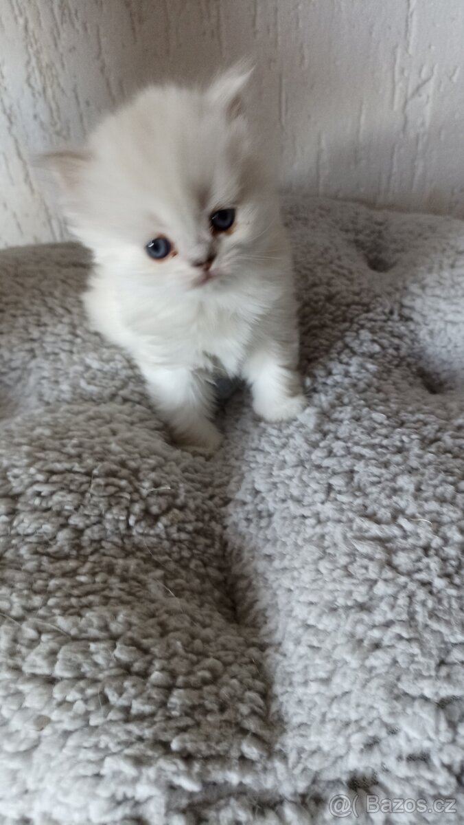 Britská kočička s PP - 4