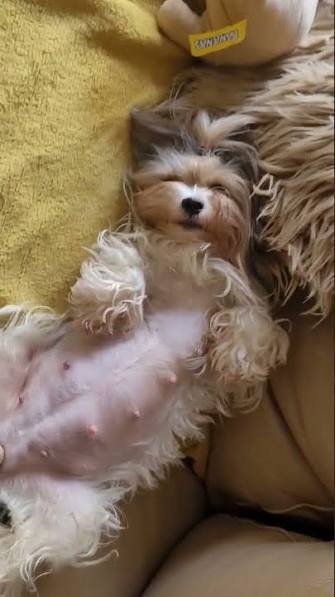 Jorkšír Biewer x čivava - 4