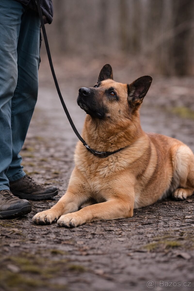 Archanas hledá domov - 4