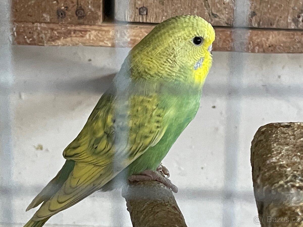 Andulka- Mláďata na ochočení - 4