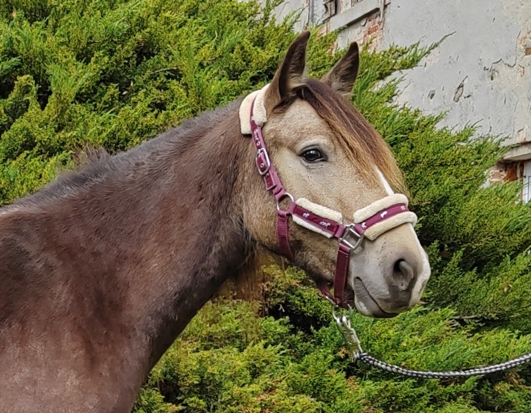 WPBr plavá tříletá kobylka - 4