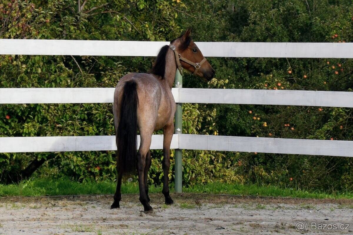 ČSP roční hřebeček - 4