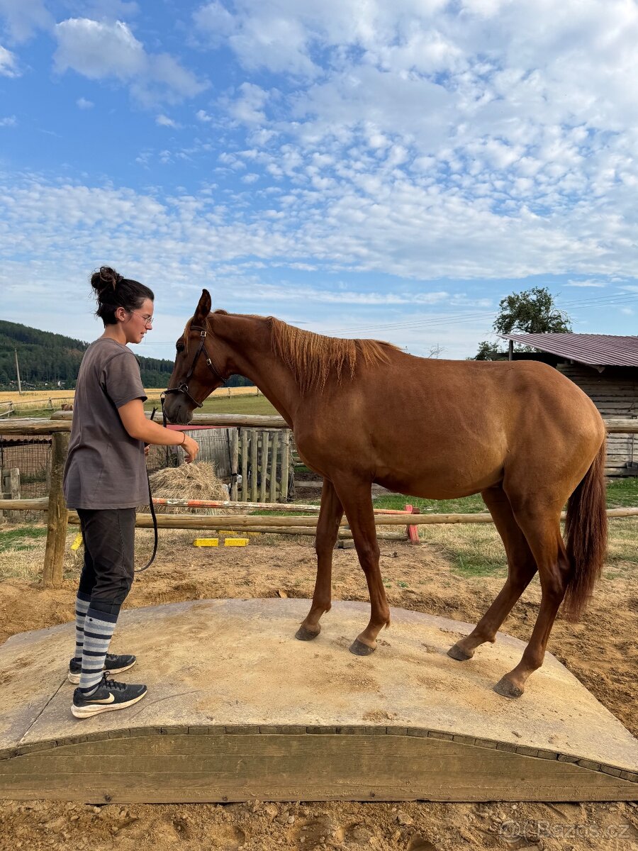 Lusitsno hřebec PSL z ověřeného spojení - 4