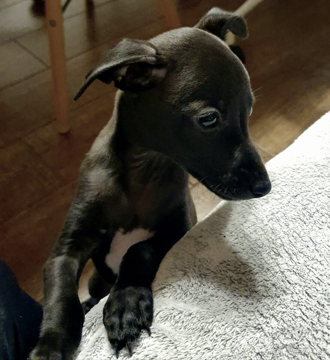 Italský chrtík s PP - 4