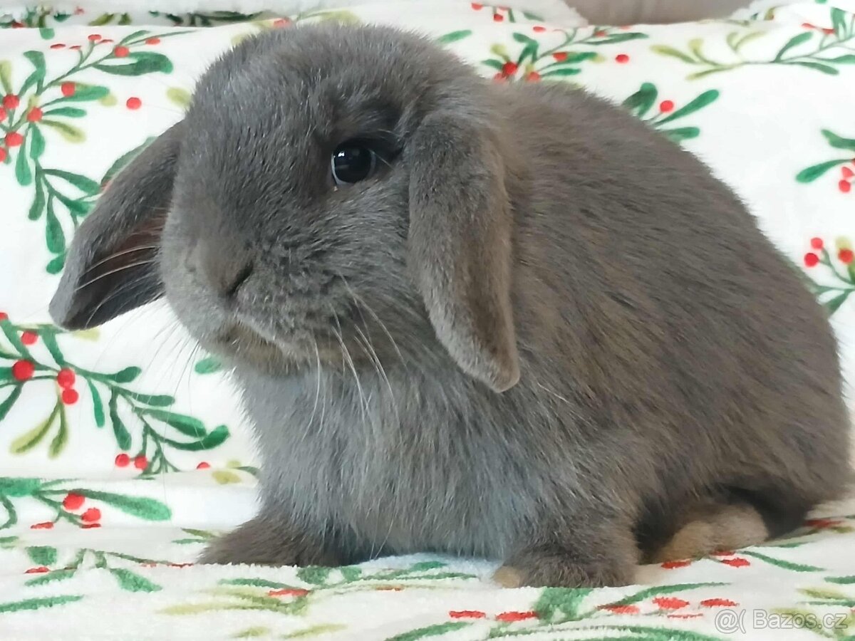 Volná samička - Anglický Zakrslý Beránek MiniLop🍑🧡🤍 - 4