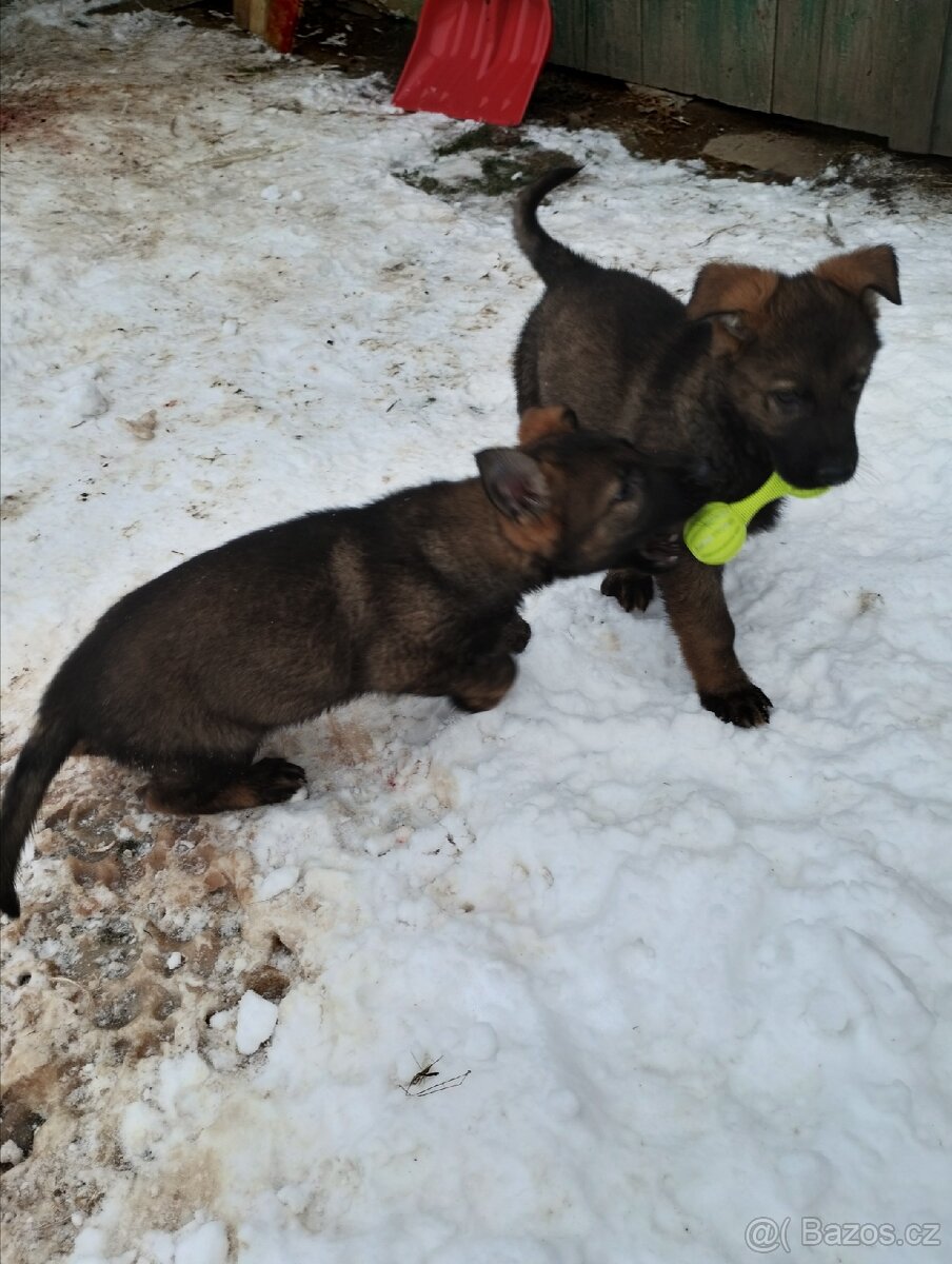 Německý ovčák - 4