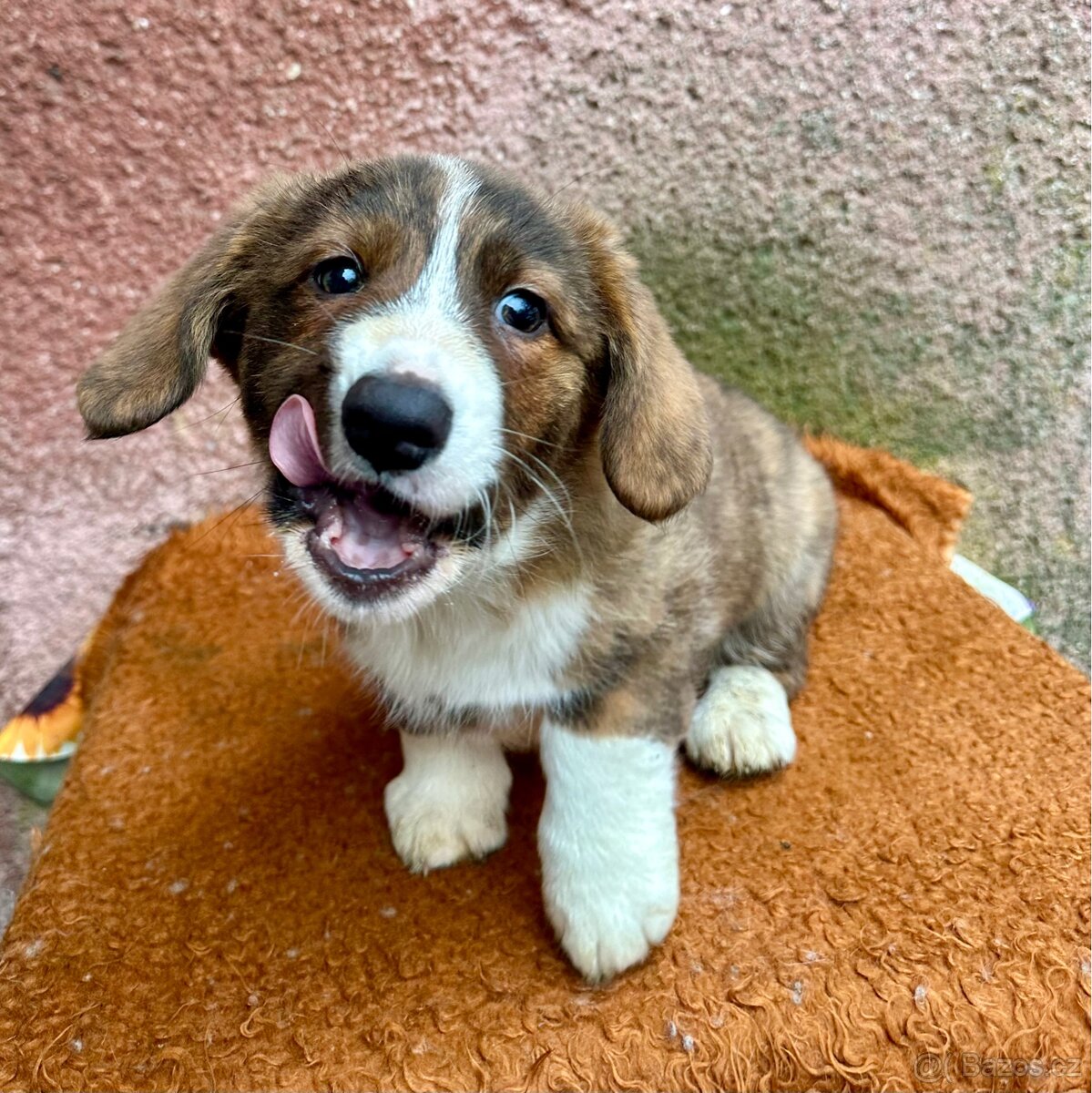 Welsh Corgi cardigan s PP - 4