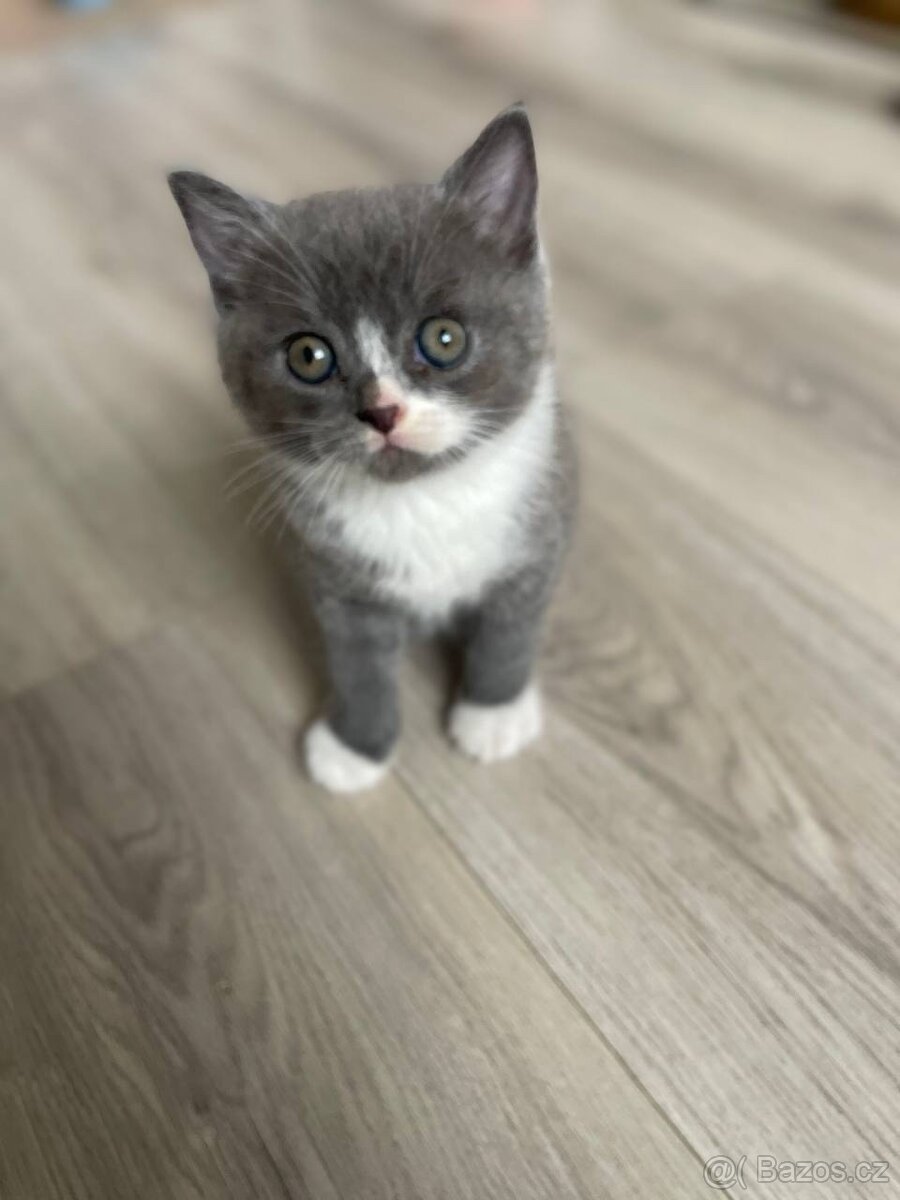 Britské kotě - 4