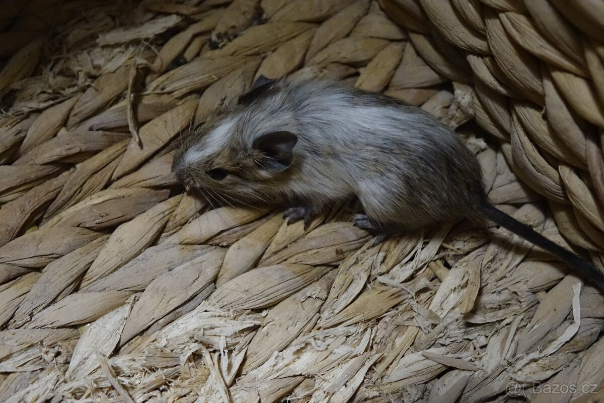 Prodám mladé osmáky - 4