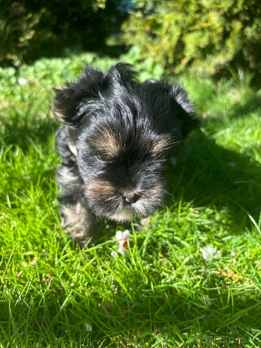 Yorkšírský teriér - 4