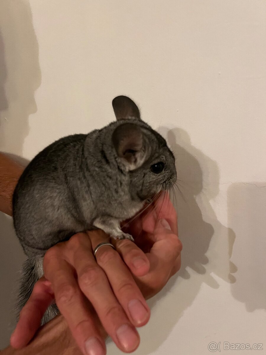 Činčila vlnatá - 4