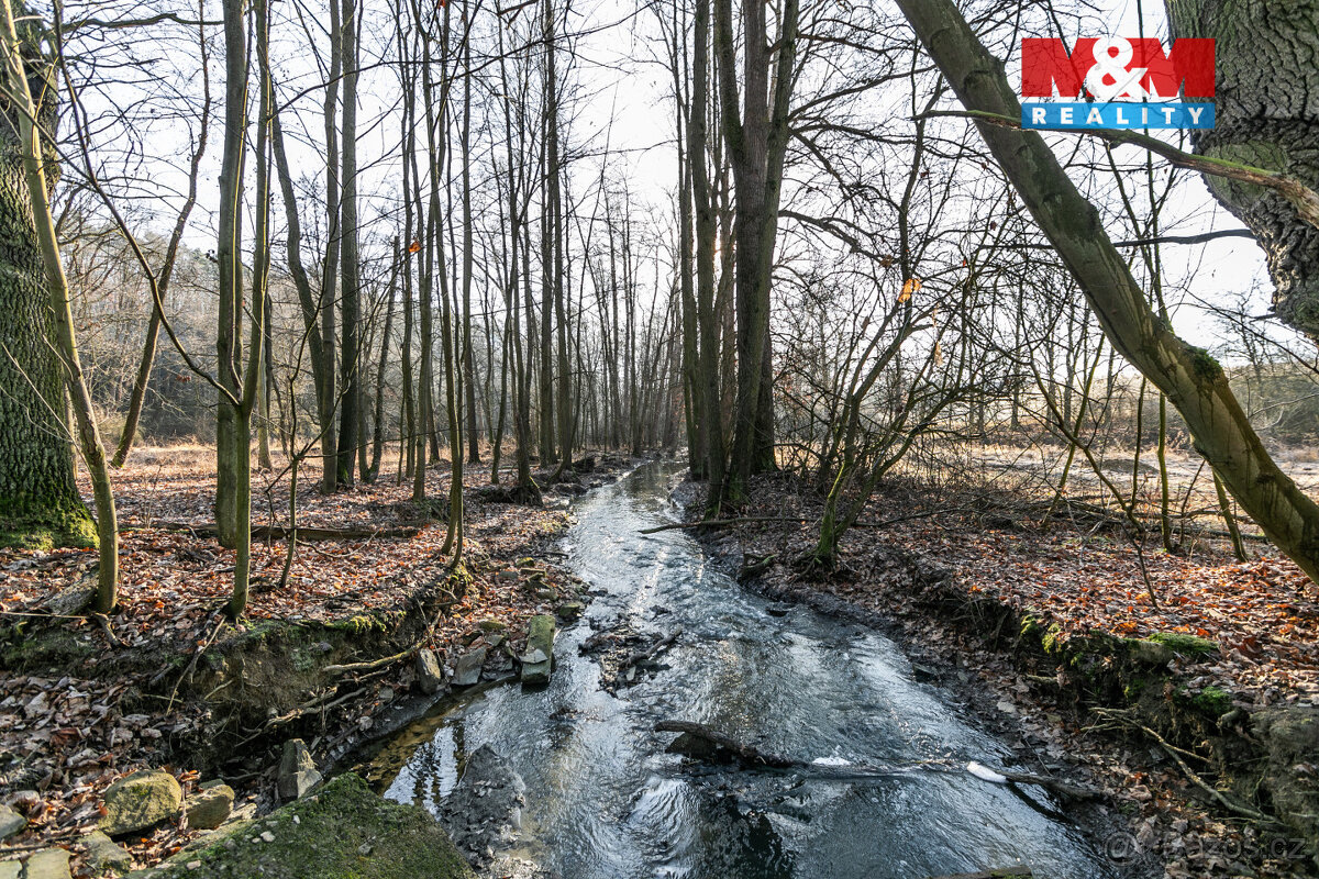 Prodej lesa, 685 m², Horšovský Týn - 4