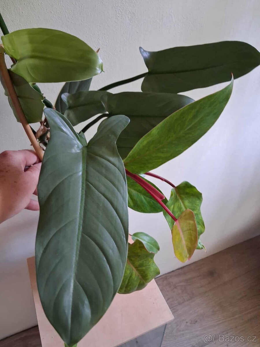 Philodendron 2ks - 4