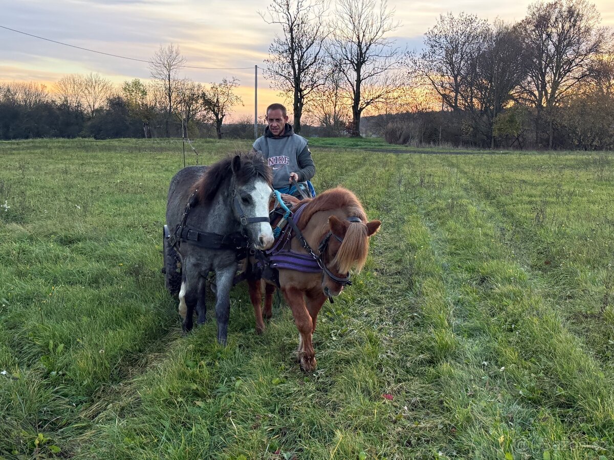 Prodám dva hřebci - 4