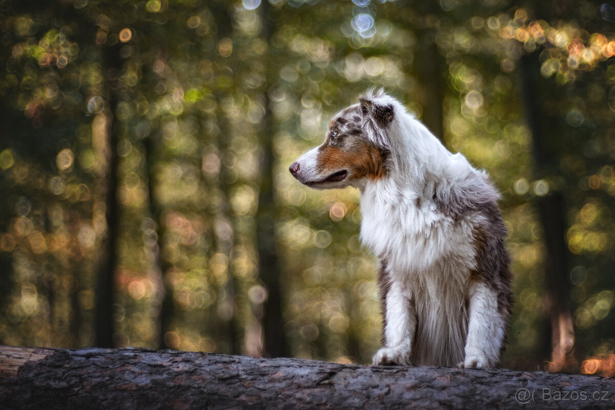 Meopta P.O. 100/2 Sony E a další - 4