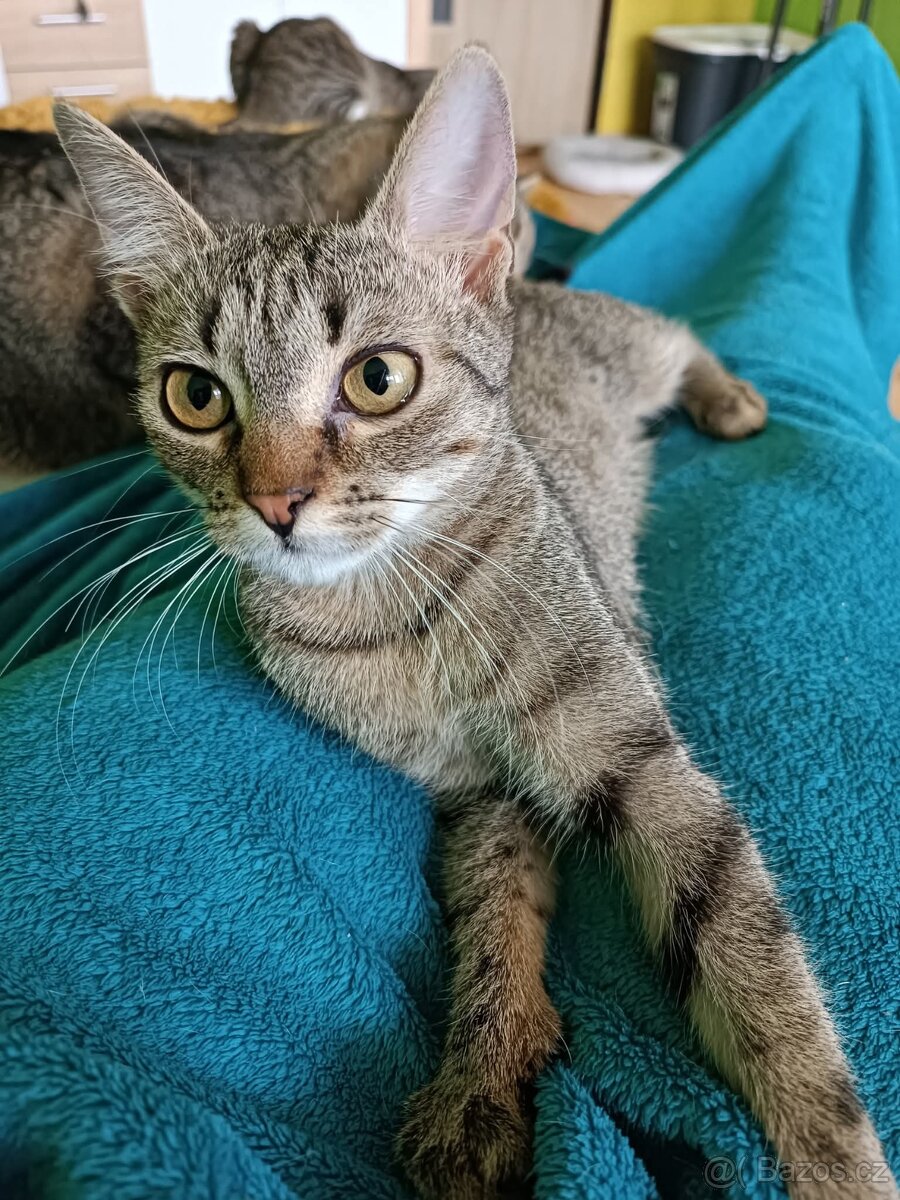 KÁJA a BÁJA ( adoptovaná ) - kastrované kočičkyíců - 4