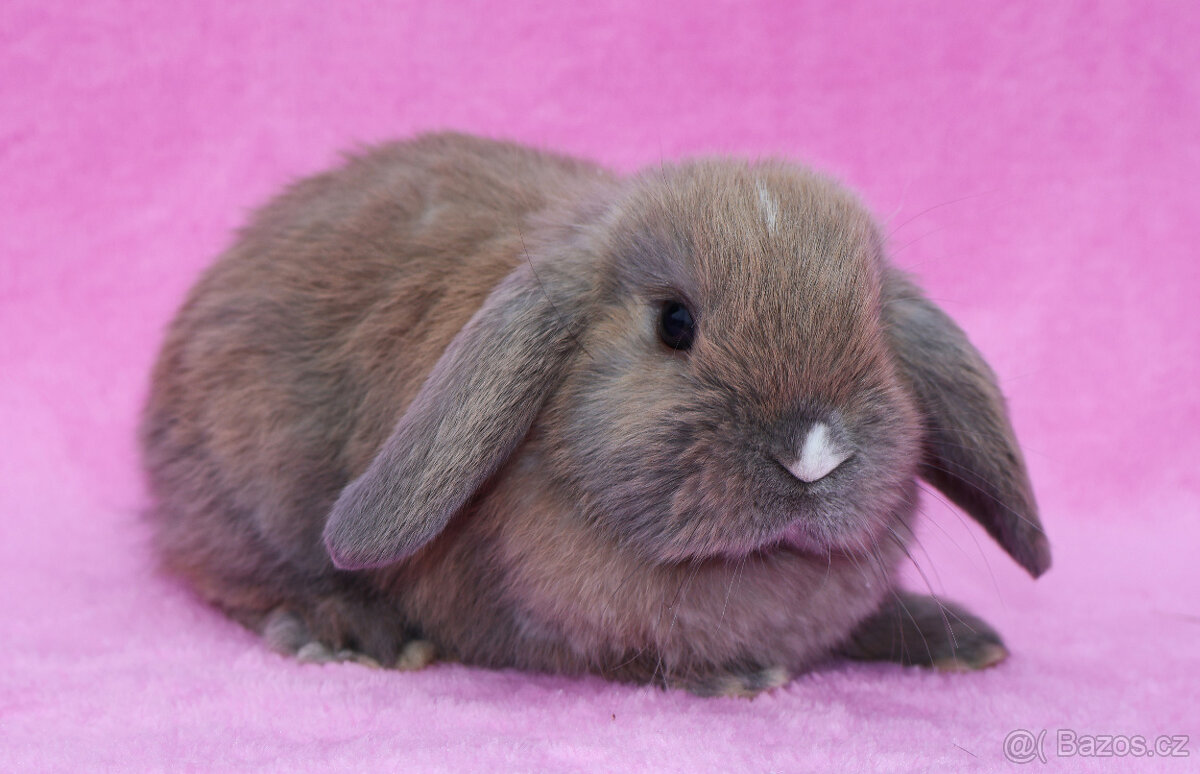 Zakrslý beránek samička . - 4