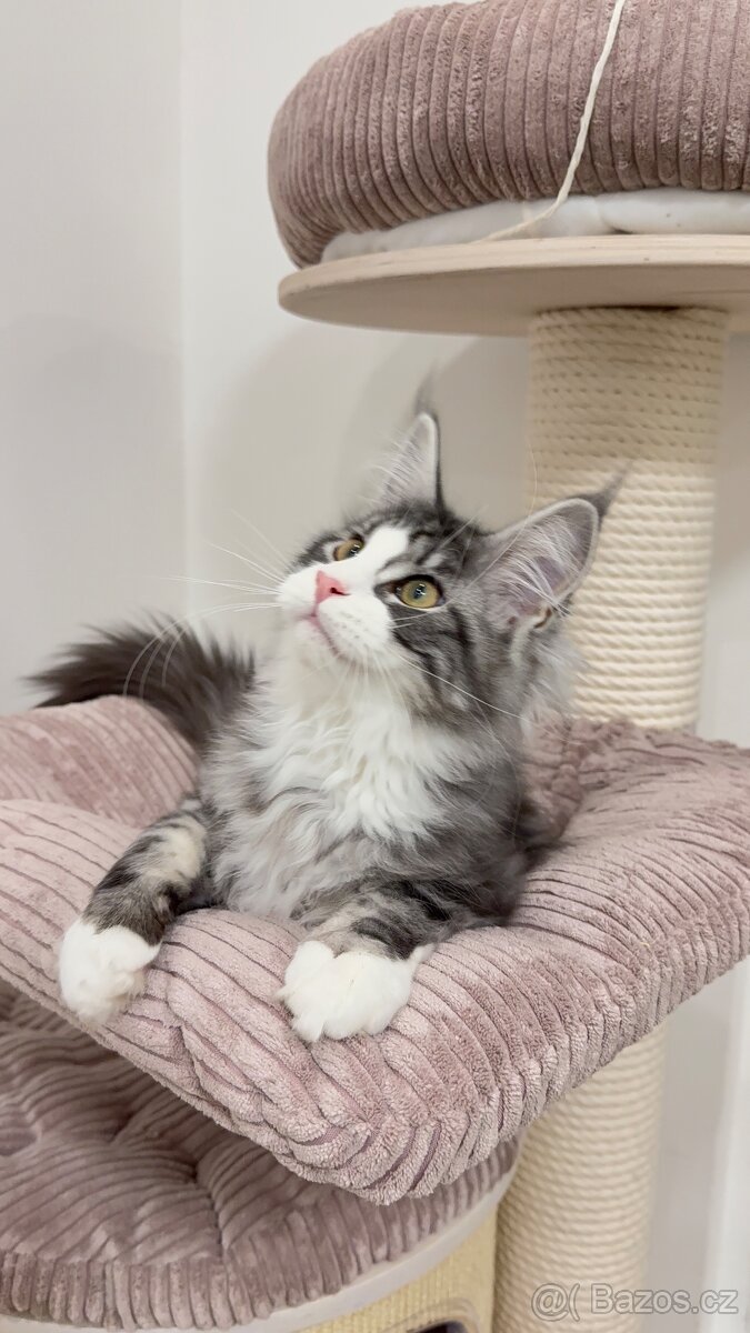 Kočka mainská mývalí s PP - 4