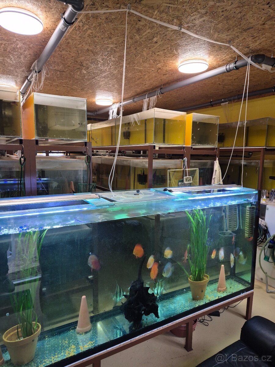 Prodej akvarijních ryb - 4